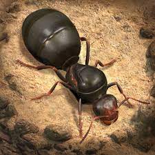 Top Up The Ants Underground Kingdom